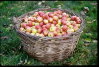 Pommes des Côtes d'Armor - Bretagne